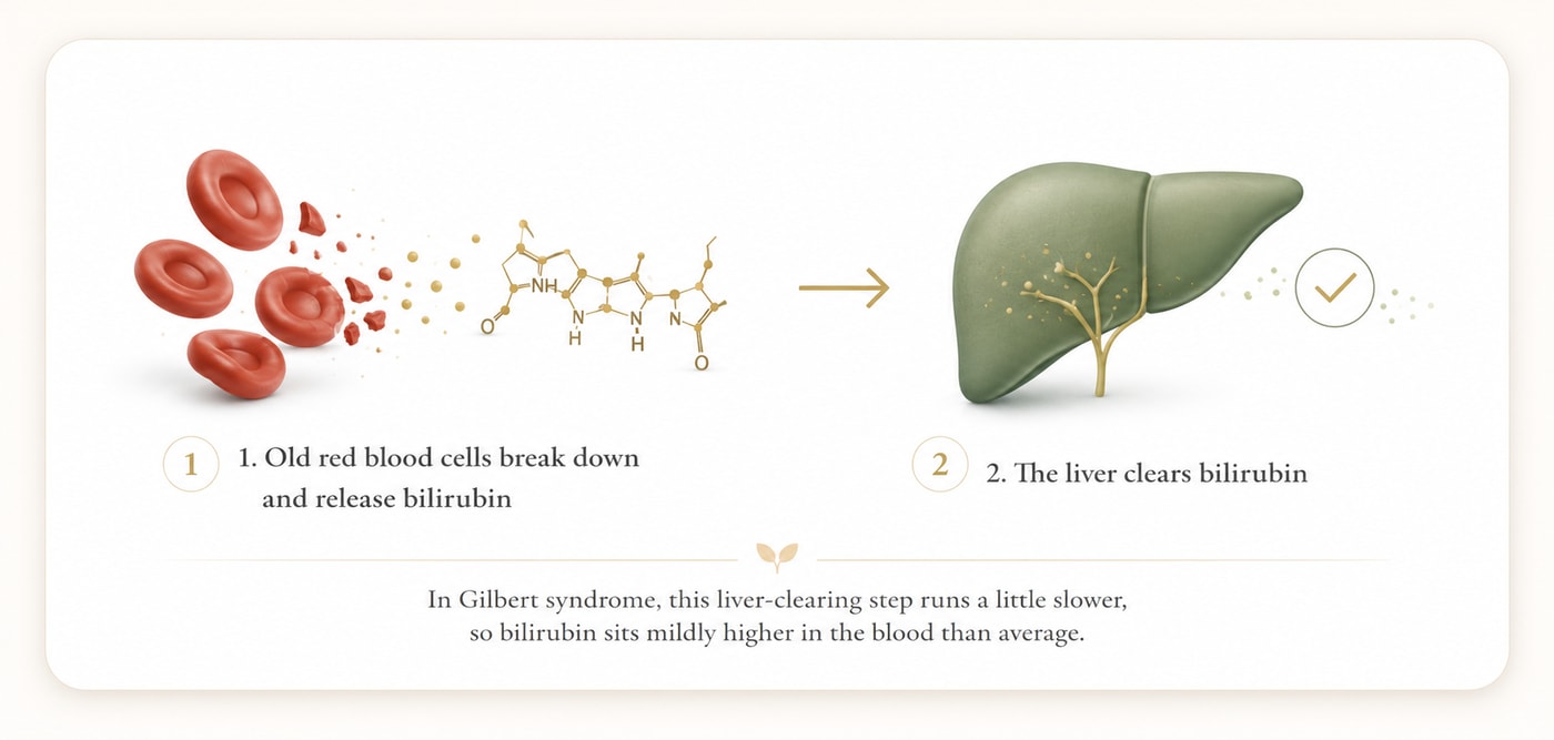 Old red blood cells break down and release bilirubin, then the liver clears the bilirubin. In Gilbert syndrome this liver-clearing step runs a little slower, so bilirubin sits mildly higher in the blood than average.